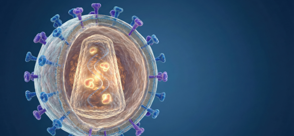 Corte transversal da estrutura de um vírus evidenciando o capsídeo, alvo da nova classe de fármacos como o Lenacapavir.